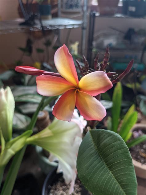 My first plumeria bloom!! : r/Plumeria