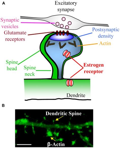 Dendritic Spine