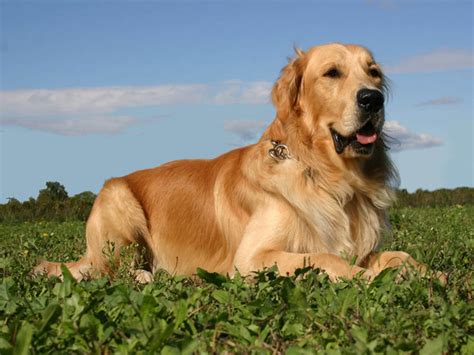 Retriever Golden chiot