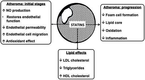 Frontiers | Hydrophilic or Lipophilic Statins?