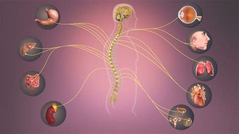 Sympathetic Nervous System - Physiopedia