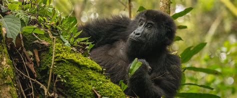 Uganda: Gorilla trekking adventure | Fitzroy Travel