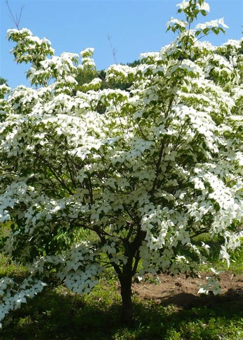 TREE DETAIL: White Kousa Dogwood | Dogwood Hills Tree Farm