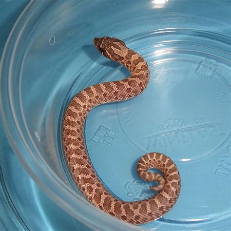 Lavender Western Hognose - baby