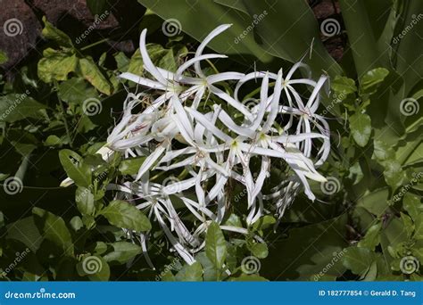 Swamp Lily 846462 stock photo. Image of water, growing - 182777854