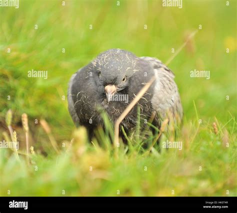 pigeon squab Stock Photo - Alamy