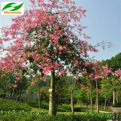 50PCS SILK COTTON TREE SEEDS (Bombax ceiba) Tropical Flower Medicinal ...