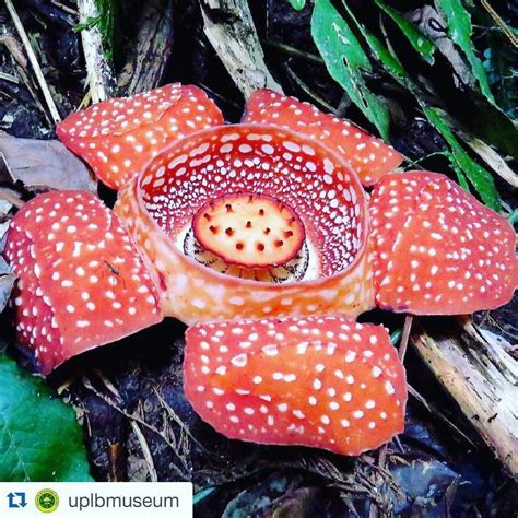 Rafflesia lagascae in bloom now in Mt. Makiling. Photo by ...