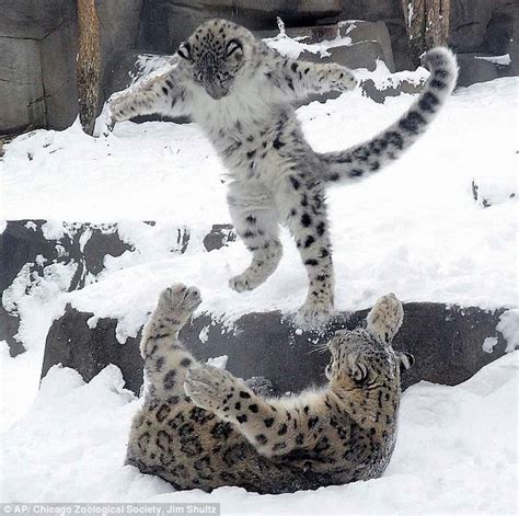 White Wolf : Snow leopard cub plays with mom in snow (Video)