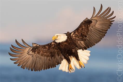 Bald Eagle wings in flight — Nature Photography Blog