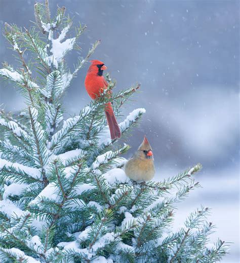 Royalty Free Cardinal Bird Pictures, Images and Stock Photos - iStock