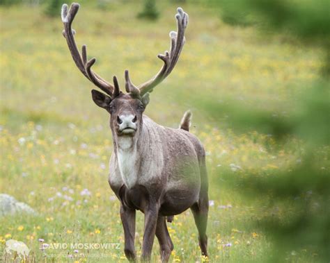 Endangered Caribou Habitat Clearcut During B.C. Election Uncertainty | The Narwhal