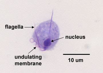 Trichomonas Vaginalis Microscope