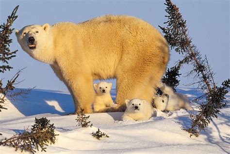 Polar bears, Manitoba, Canada - Art Wolfe