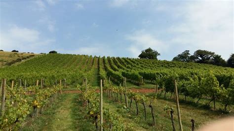 Old Walls Vineyard (Bishopsteignton) - 2020 All You Need to Know BEFORE You Go (with Photos ...