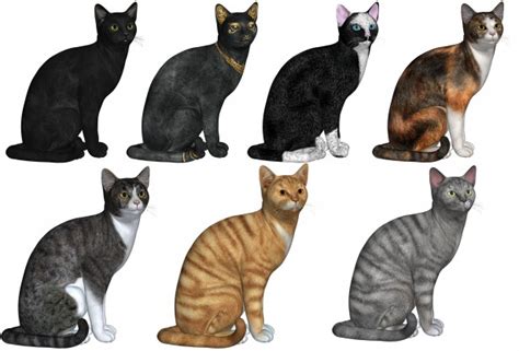 7 Cats In Various Colours Free Stock Photo - Public Domain Pictures