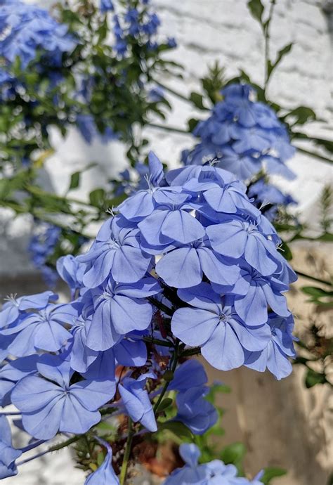 Plumbago auriculata - Trees and Shrubs Online