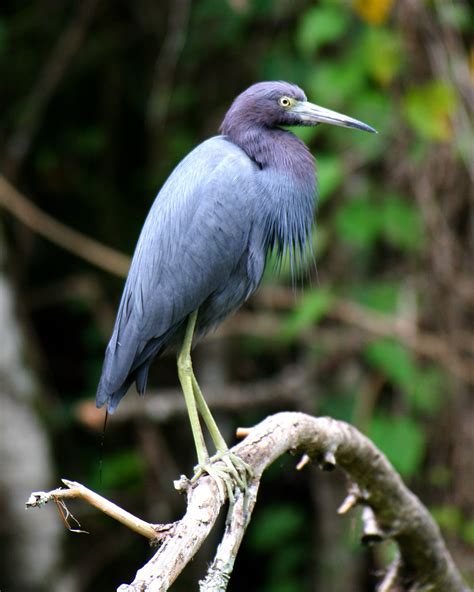 97 Cool Heron Species In Florida - insectza