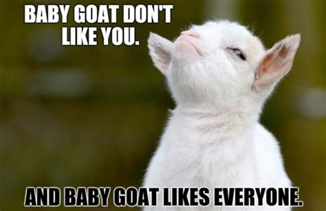 25 of the Funniest Goat Memes (So Far) | Let's Eat Cake