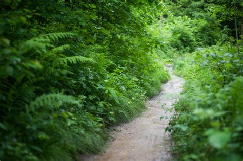 Landscape Photography of Forest Trail · Free Stock Photo