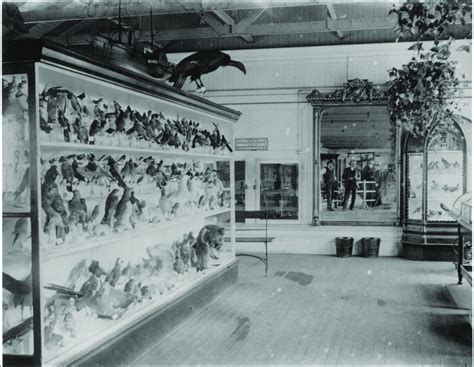 Sutro Baths, museum level, stuffed birds in glass cases, c. 1896 ...