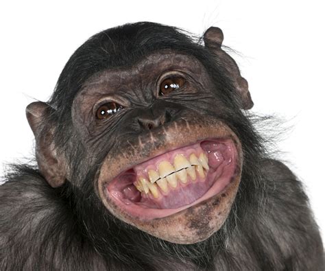 monkey, Snout, Teeth, Smile, Animals Wallpapers HD / Desktop and Mobile ...