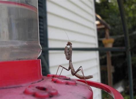 Praying Mantis thinks it's a hummingbird [OC] [1400x1026 ...