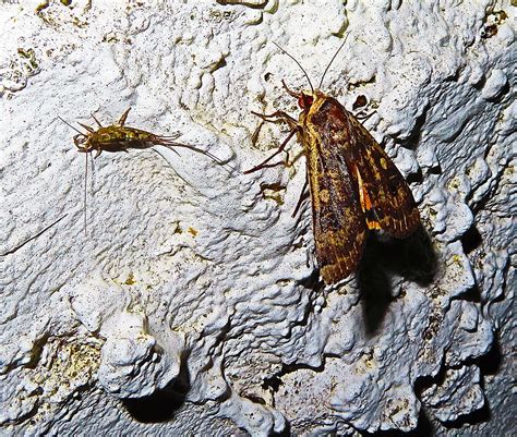 Silver Fish & Moth Liscannor Co. Clare 06-08-2020 | P Gallagher | Flickr