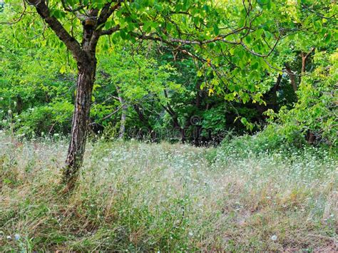 Forest Grass and Wildflowers Stock Photo - Image of overgrown, long: 100288008