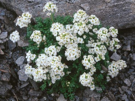 Flower Gallery :: Cruciferae :: 661_18