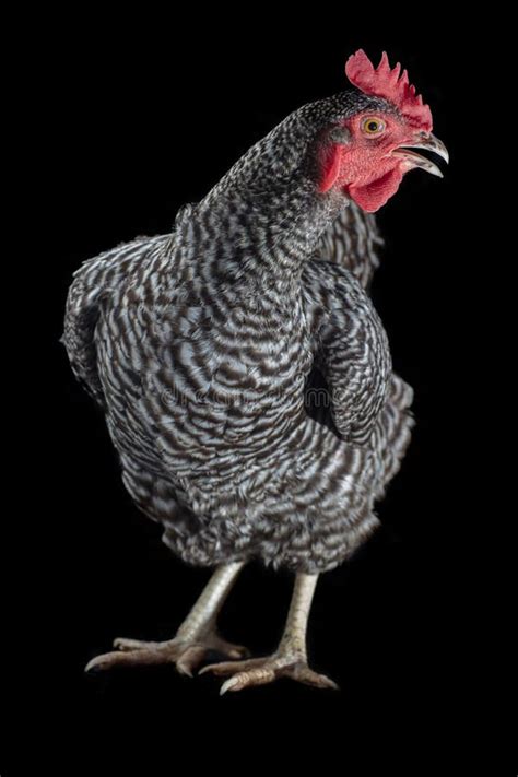 Barred rock chicken stock image. Image of beak, chicken - 183493003