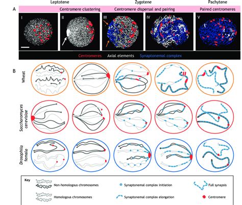 Strategies of homologous chromosome pairing in selected higher plants ...