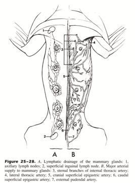 Mammary Tumors - Canine — VSSO