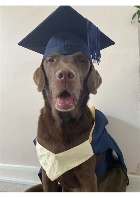 Dog Gets His Very Own Graduation Photos - The Dodo