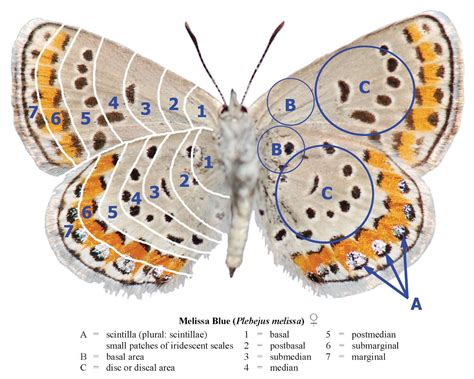 Northwest Butterflies: Wing Terminology | Butterfly, Butterfly habitat, Wings