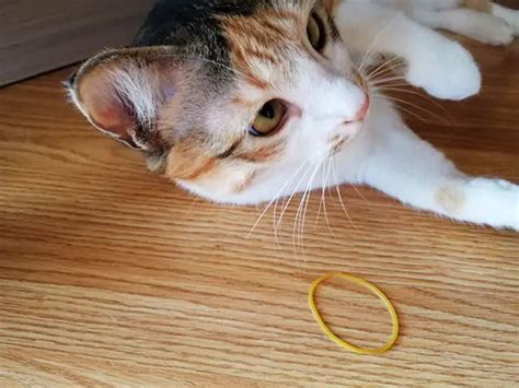 My Cat Ate A Rubber Band: Will She Be Okay?