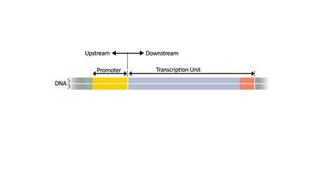 The distinction of “upstream” in a DNA strand lies between