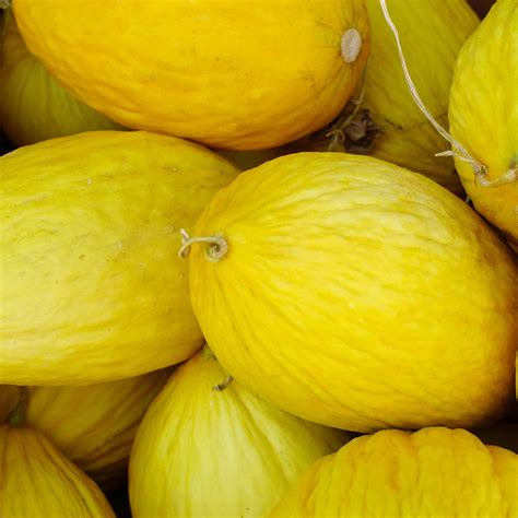 Crenshaw Melon Garden Seeds - 5 Lbs Bulk - Non-GMO, Heirloom Vegetable ...