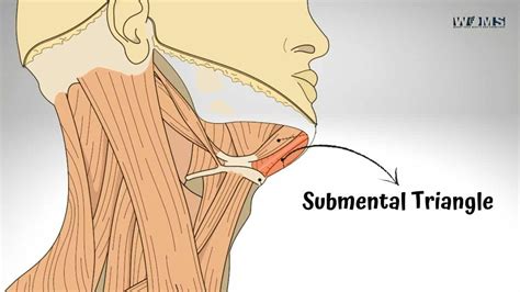 The Submental Triangle - WOMS