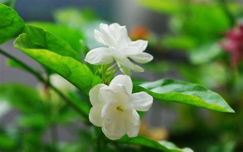 Jasmine Flower Pictures Wallpaper Hd | Best Flower Site