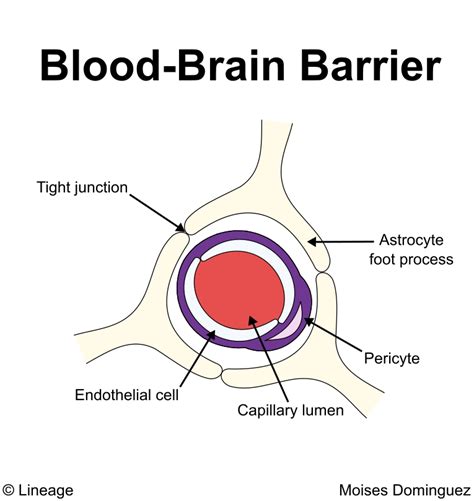 Blood-Brain Barrier - Neurology - Medbullets Step 1