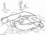 Baja California Rat Snake coloring Page sketch template