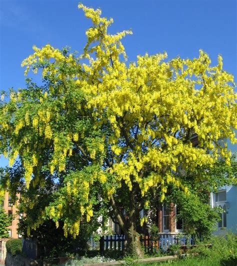 Laburnum Tree & Species in the UK | GraftinGardeners Ltd