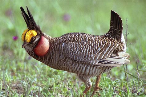 USFWS approves Lesser Prairie-Chicken Habitat Conservation Plan for O&G ...