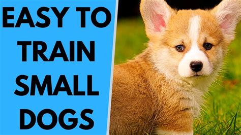 TOP 10 Easy to Train Small Dog Breeds - YouTube