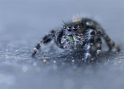 Jumping Spider with Four Eyes Stock Photo - Image of bite, sting: 157882342