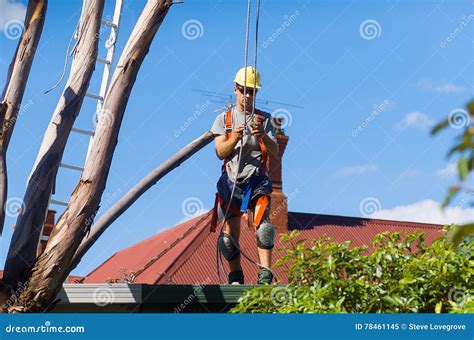 Tree Feller at work stock image. Image of feller, rope - 78461145