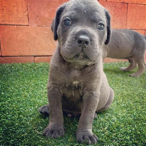 white cane corso puppies for sale | white cane corso puppies