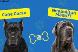 Best Cane corso vs Neapolitan mastiff {2023} - India Pet