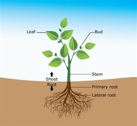 Plant Structure - Mrs. Irwin's integrating science in garden restoration